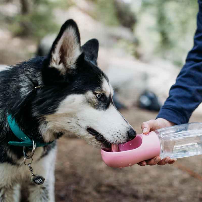 Doggy Portable Drinking Water Bottle